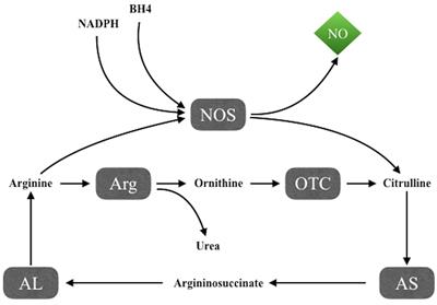 Metabolomic Approach to Redox and Nitrosative Reactions in Cardiovascular Diseases